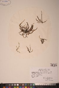 Analipus filiformis image