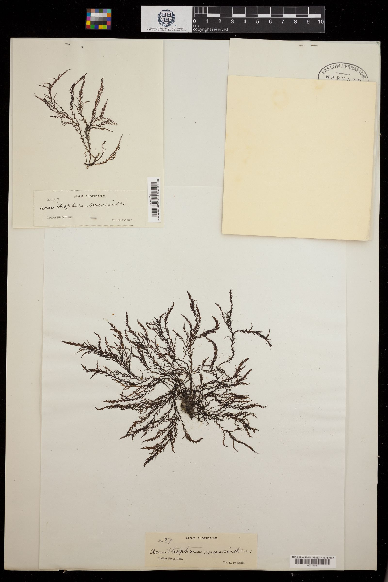 Rhodomelaceae image