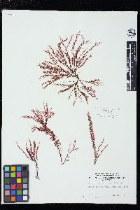 Image of Schimmelmannia plumosa