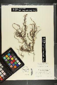 Analipus japonicus image