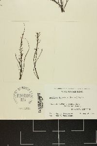 Analipus japonicus image