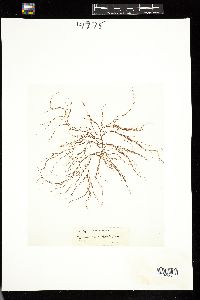 Image of Hypnea musciformis