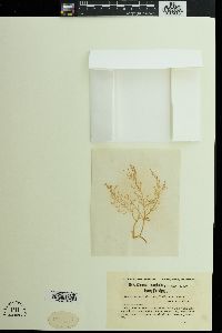 Chondria dasyphylla image
