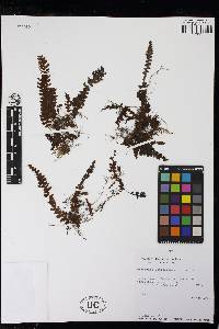Image of Hymenophyllum angustum