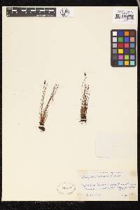 Image of Schizaea malaccana