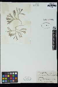 Bryothamnion triquetrum image