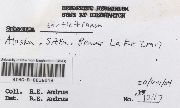 Sphagnum bartlettianum image
