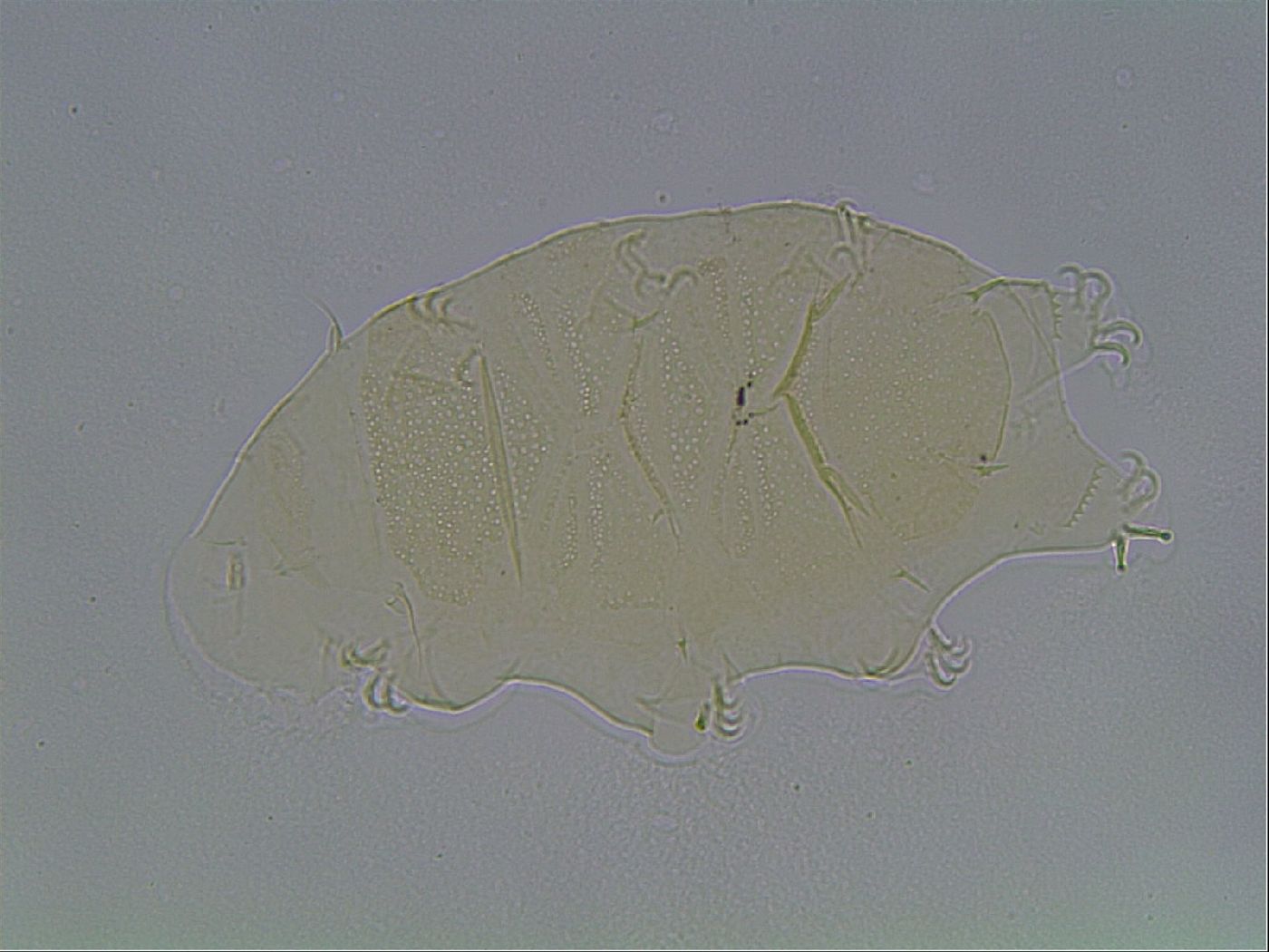 Echiniscidae image