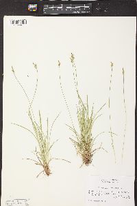 Carex albicans image