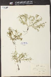 Potamogeton dimorphus image