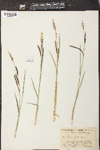 Carex strictior image