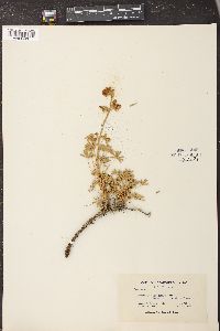 Lupinus collinus image