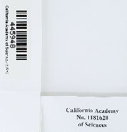 Pseudobraunia californica image