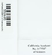 Triquetrella californica image