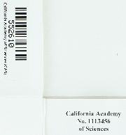 Triquetrella californica image