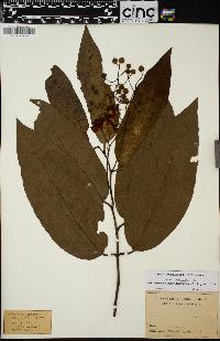 Image of Erythrospermum acuminatissimum