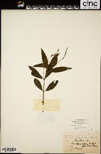 Dianthera ovata var. lanceolata image