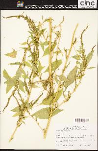 Amaranthus hybridus image