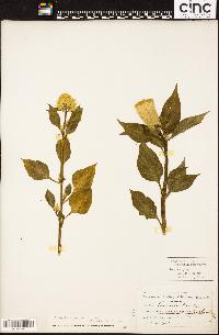 Celosia argentea var. cristata image