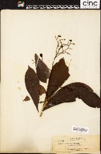 Image of Buchanania sessilifolia