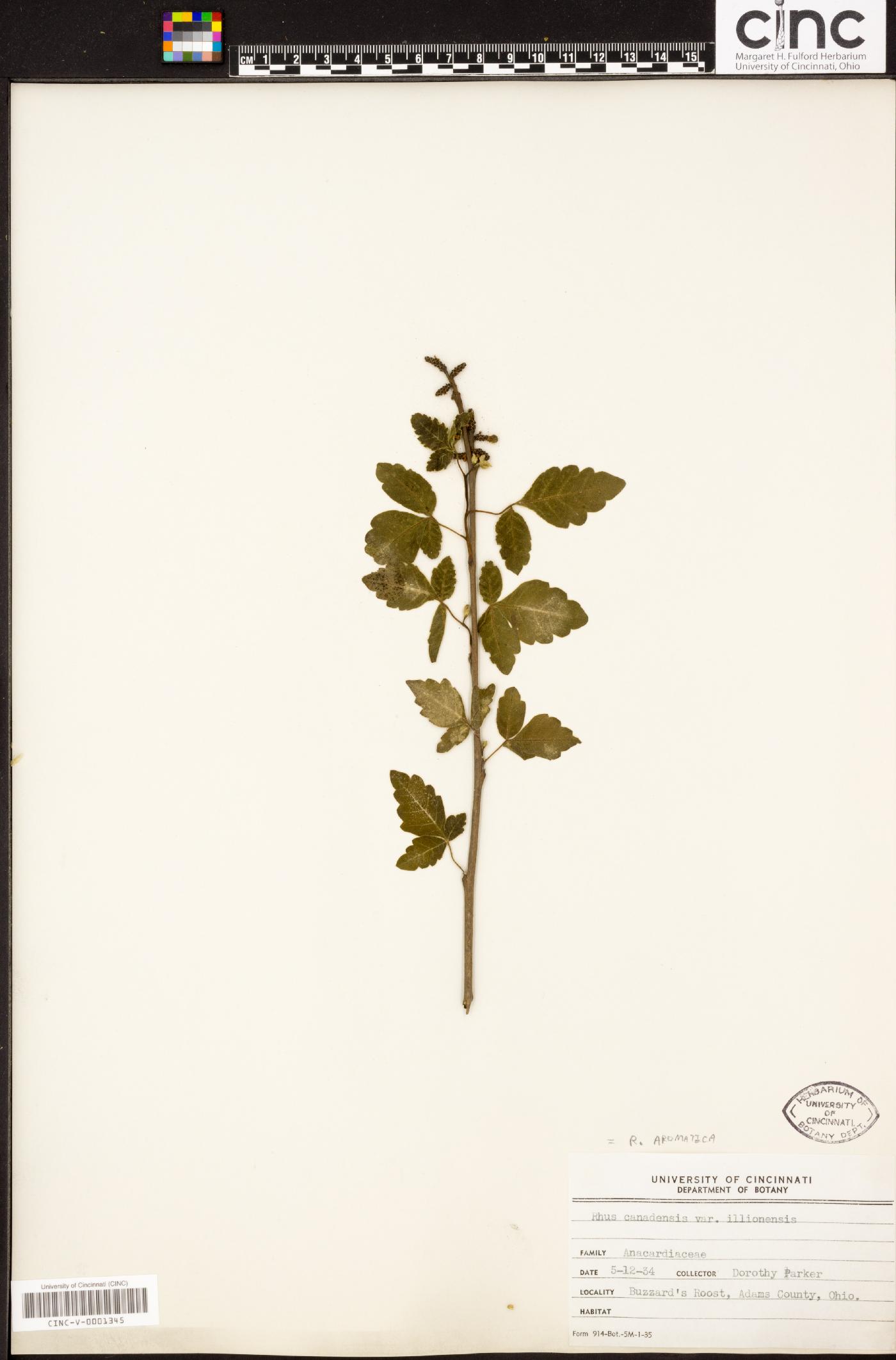 Rhus aromatica var. illinoensis image