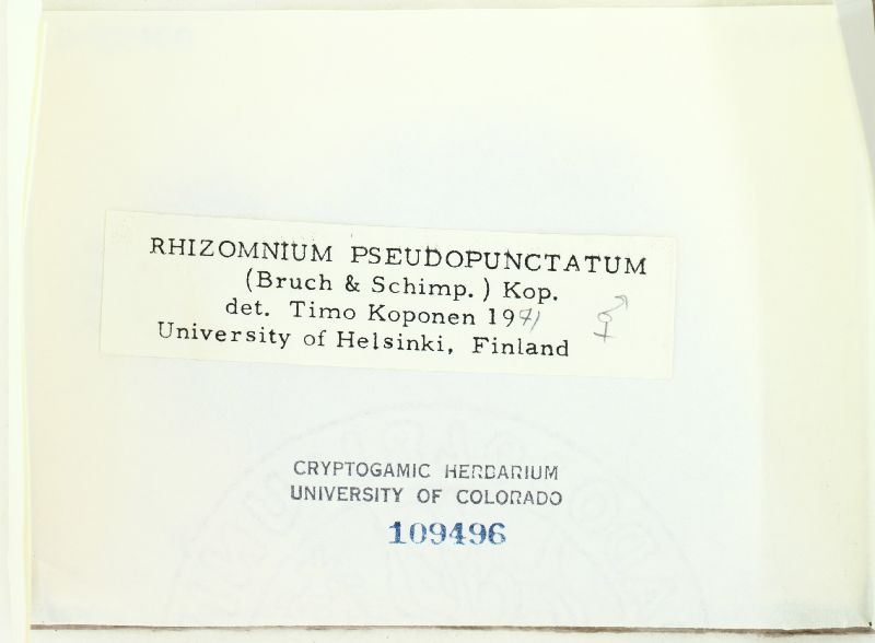 Rhizomnium pseudopunctatum image