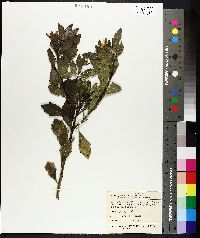 Image of Osteospermum moniliferum