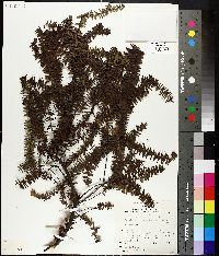 Image of Acrotriche fasciculiflora