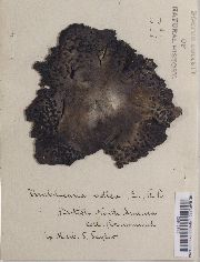 Umbilicaria vellea image
