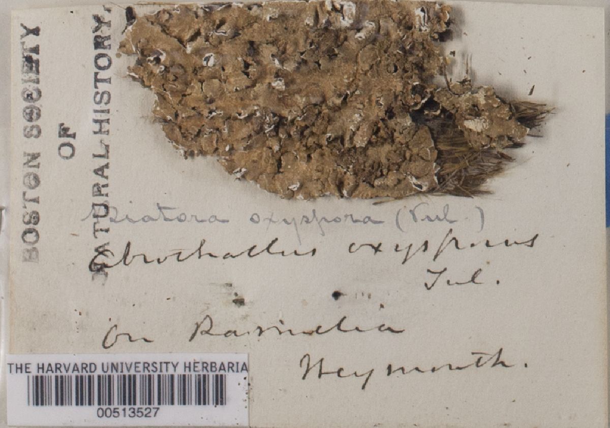 Punctelia oxyspora image