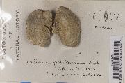 Phaeocalicium polyporaeum image