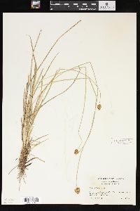 Carex subfusca image