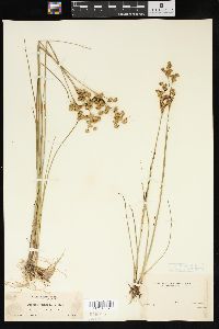 Juncus columbianus image