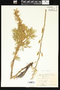 Lupinus cacuminis image