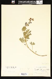 Lupinus columbianus image