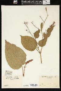 Persicaria orientalis image