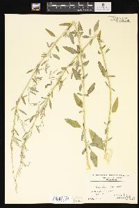 Chenopodium foggii image