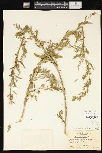 Chenopodium album var. missouriense image