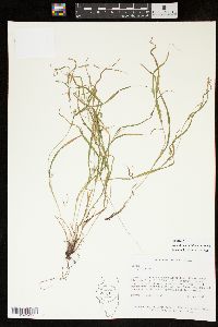 Carex oligocarpa image