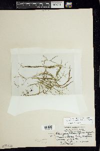 Potamogeton foliosus image