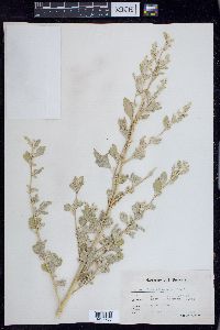 Chenopodium albescens image