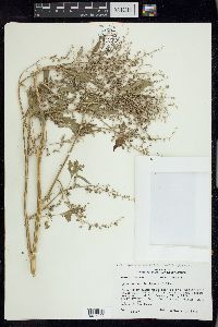 Chenopodium berlandieri var. bushianum image