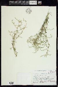 Chenopodium nevadense image