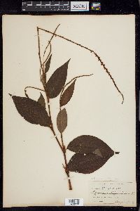 Persicaria virginiana image