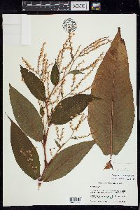 Persicaria wallichii image