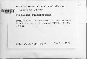 Ptilidium pulcherrimum image