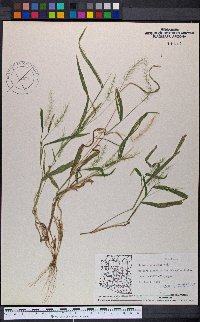 Setaria arizonica image