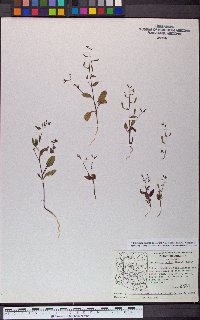 Image of Chylismia exilis