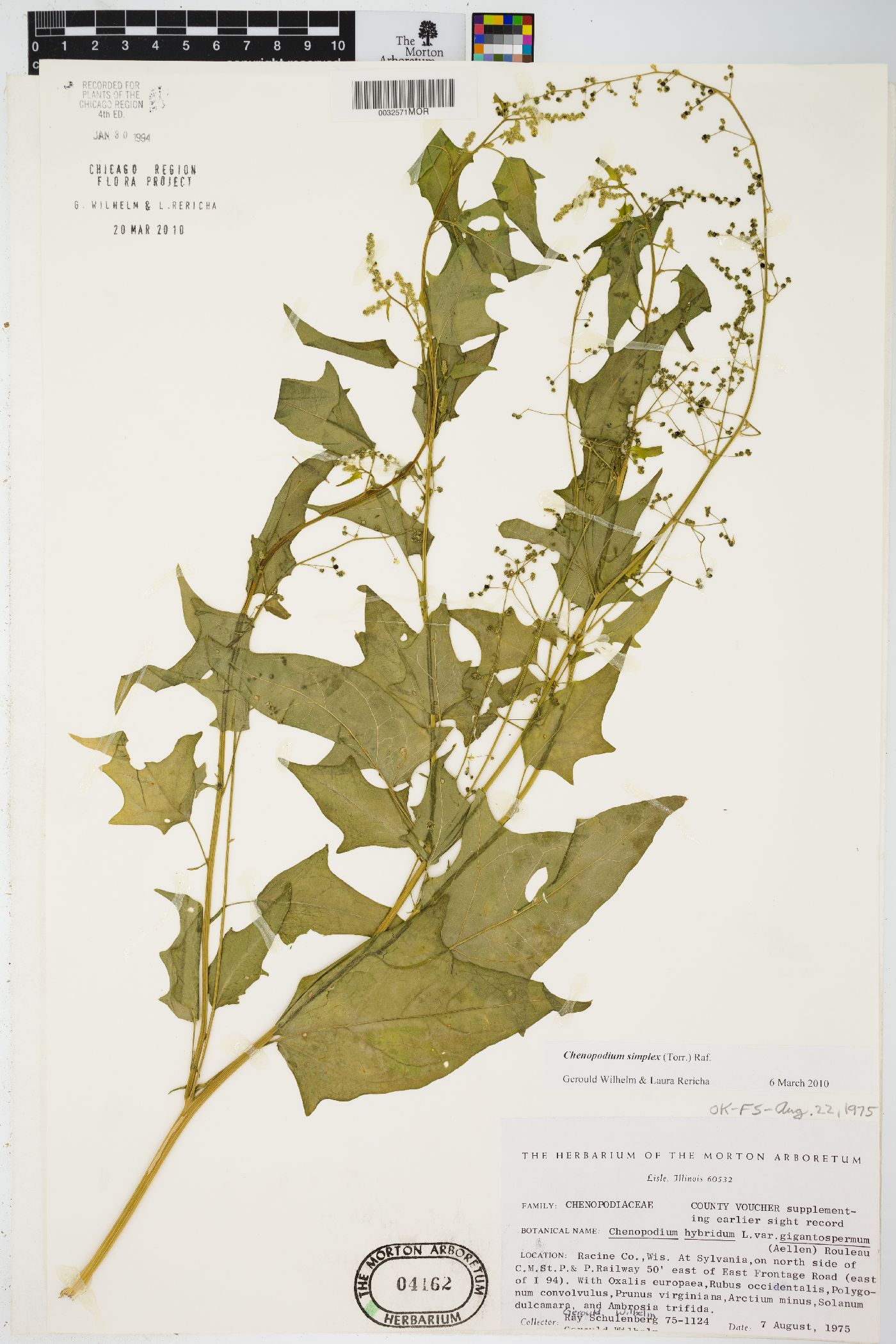 Chenopodium simplex image