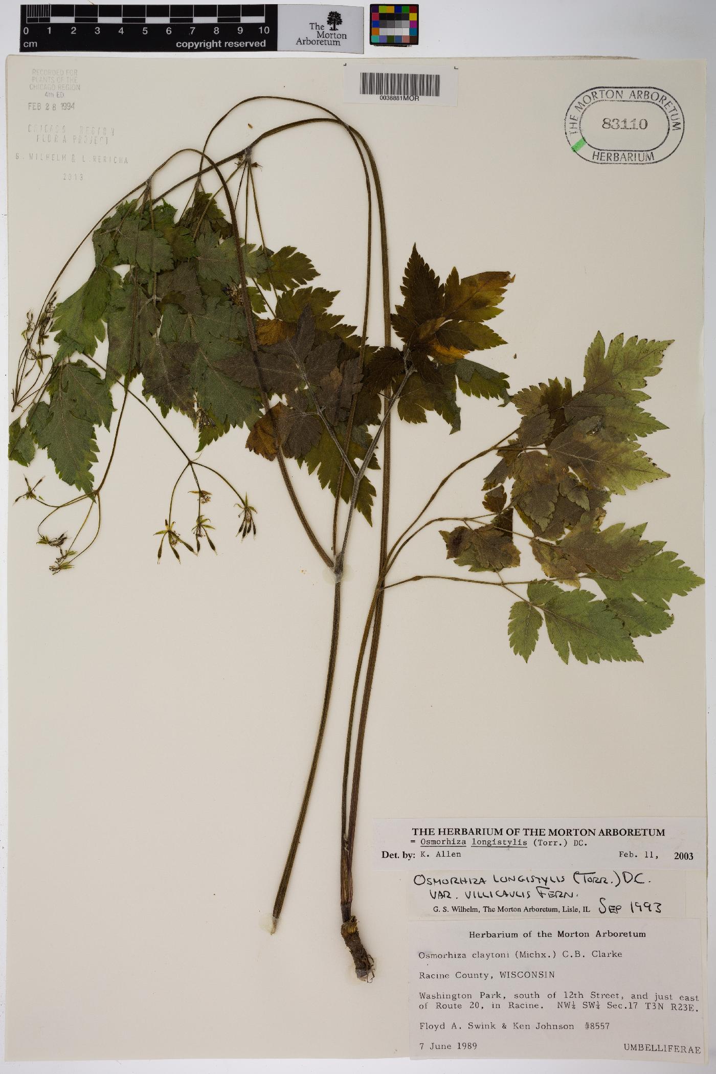 Osmorhiza longistylis image